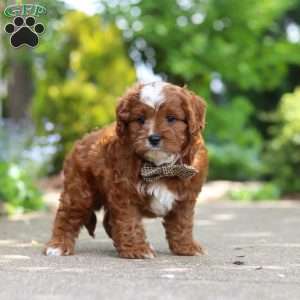 Theo, Cavapoo Puppy